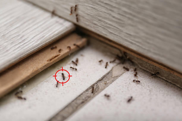 Best Pest Removal Services  in Mcleansboro, IL