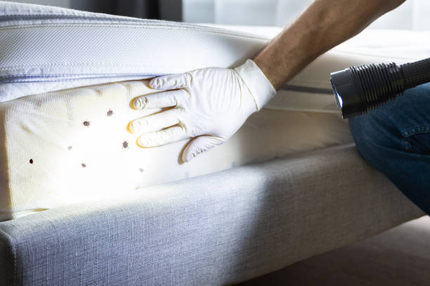 Best Best Pest Control Companies  in Mcleansboro, IL