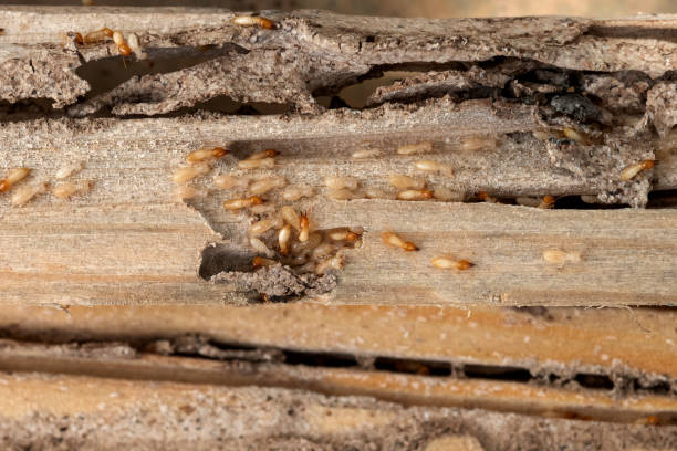 Best Local Pest Control Services  in Mcleansboro, IL