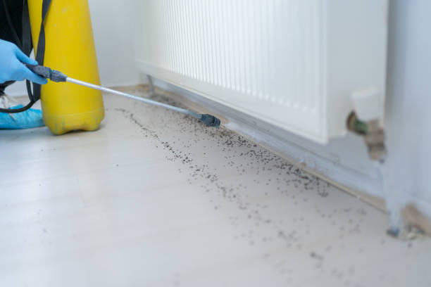 Best Termite Control Services  in Mcleansboro, IL